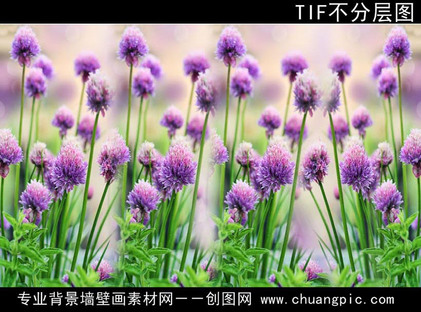 XHA_003