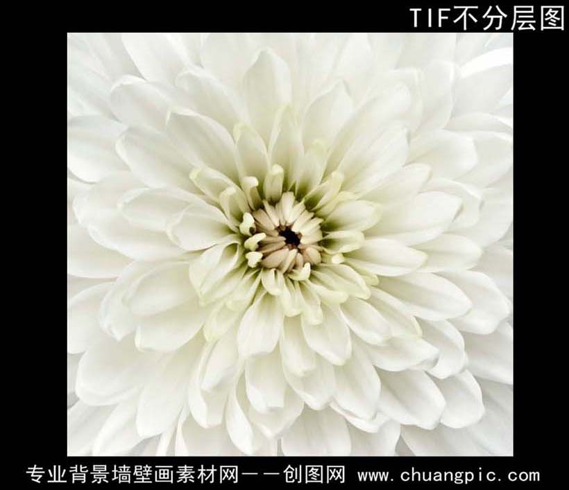 T1242